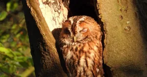 Uilentocht voor volwassenen op landgoed Velhorst | Foto geüpload door gebruiker Natuurmonumenten.