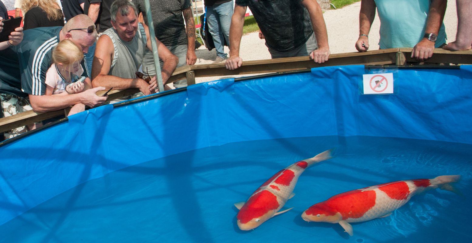 Tijdens de Holland Koi Show zie je de indrukwekkendste koi van heel dichtbij. Foto: Holland Koi Show