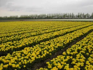 Tulpenveld. Foto: Wies Voesten 