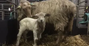 Lammetjesdagen op de Sint-Pietersberg Lammetjesdagen op de Sint-Pietersberg | Foto geüpload door gebruiker Natuurmonumenten.