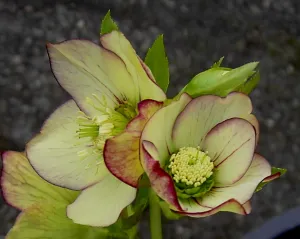 Helleborus. Foto: Wies Voesten 