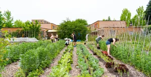 Stadstuin Plutodreef Met elkaar de tuin in. Foto: Aafke Holwerda en Utrecht Natuurlijk