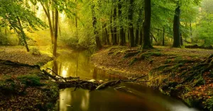 Struinen met de boswachter langs de Leuvenumse Beek Struinen met de boswachter langs de Leuvenumse Beek | Foto geüpload door gebruiker Natuurmonumenten.