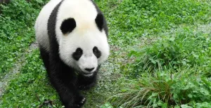 In deze dierentuinen ontmoet je reuzenpanda_s Vrouwtjespanda Wu Wen, tegenwoordig inwoner van Pandasia. Foto: © Ouwehands Dierenpark Rhenen.