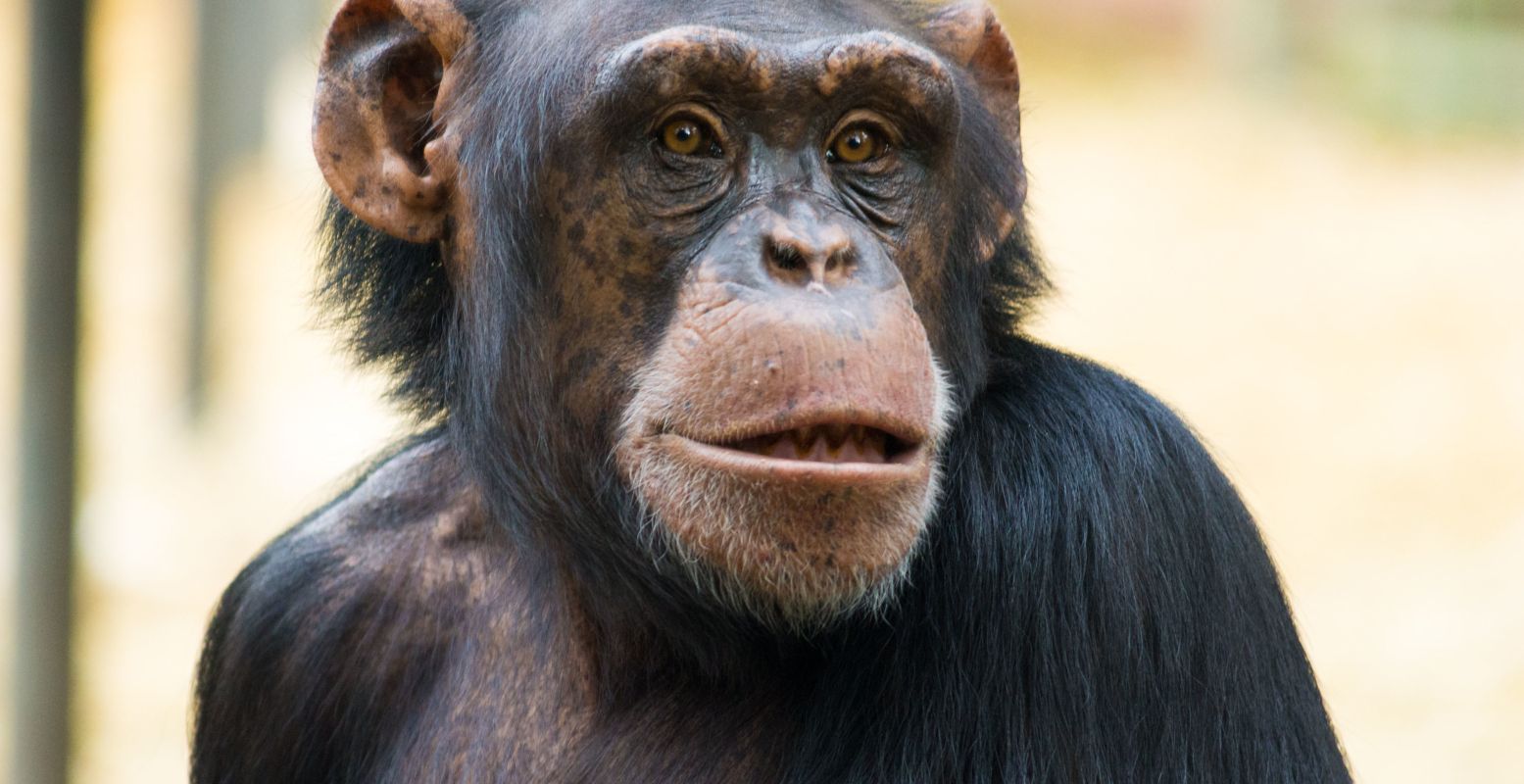 Kom de chimpansees bewonderen in de nieuwe Chimpanseevallei van Dierenpark Amersfoort! Foto: Dierenpark Amersfoort