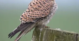 Lezing Smeerling: Het jaar van de Torenvalk | Foto geüpload door gebruiker Natuurmonumenten.