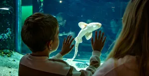 NAVIGO Visserijmuseum Ontdek wat in de Noordzee leeft bij de diverse aquaria. Foto: Gemeente Koksijde © Sofhie Legein