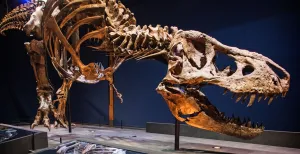 Eindelijk! Bewonder T. rex Trix in Naturalis