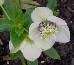 Helleborus. Foto: Wies Voesten