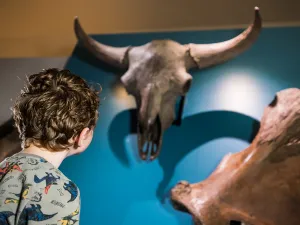 Maak kennis met skeletten uit de ijstijd. Foto: Museum Schokland © Michel Klooster