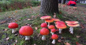 Paddenstoelen - mysterieus en onmisbaar Paddenstoelen - mysterieus en onmisbaar | Foto geüpload door gebruiker Natuurmonumenten.