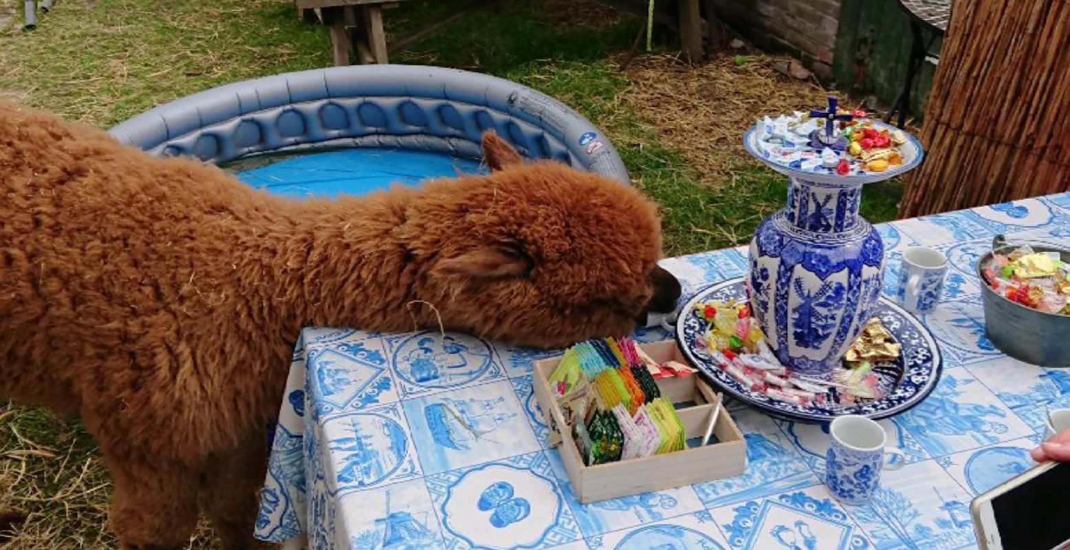 Met de schattige, fluffy alpaca's erbij wordt zo'n high tea nóg gezelliger! Foto: Redactie DagjeWeg.NL