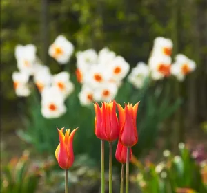 Foto: Bloemenpark Appeltern 