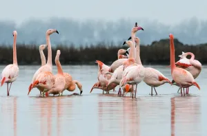 Flamingo's. Foto: Hans