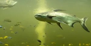 Nieuw: onderwaterwereld in Pantropica In de Pankong River zwemt ook de zoetwaterhaai. Foto: Pantropica