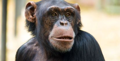 De chimpansees in DierenPark Amersfoort krijgen binnenkort een heleboel extra leefruimte. Foto: DierenPark Amersfoort (via persbericht)