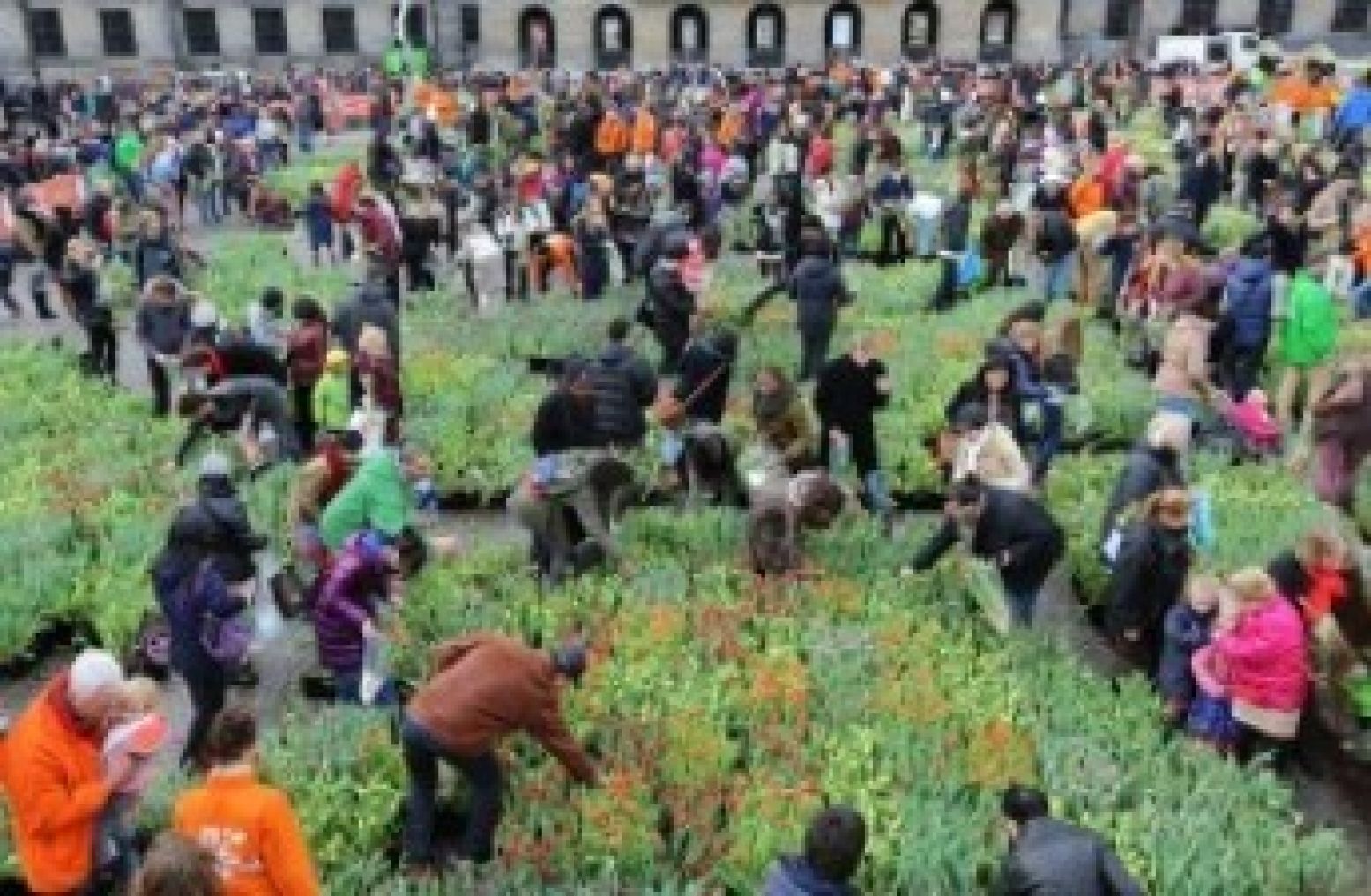 Pluk gratis tulpen op De Dam! Foto: Nationale Tulpendag