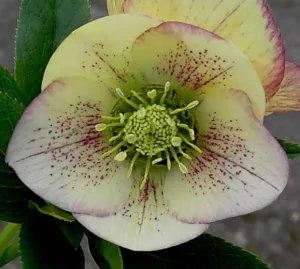 Helleborus. Foto: Wies Voesten