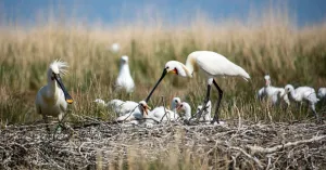 Broedvogels op Tiengemeten Broedvogels op Tiengemeten | Foto geüpload door gebruiker Natuurmonumenten.