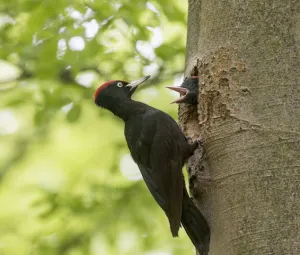 Vogelwandeling Foto geüpload door gebruiker Geldersch Landschap en Kasteelen