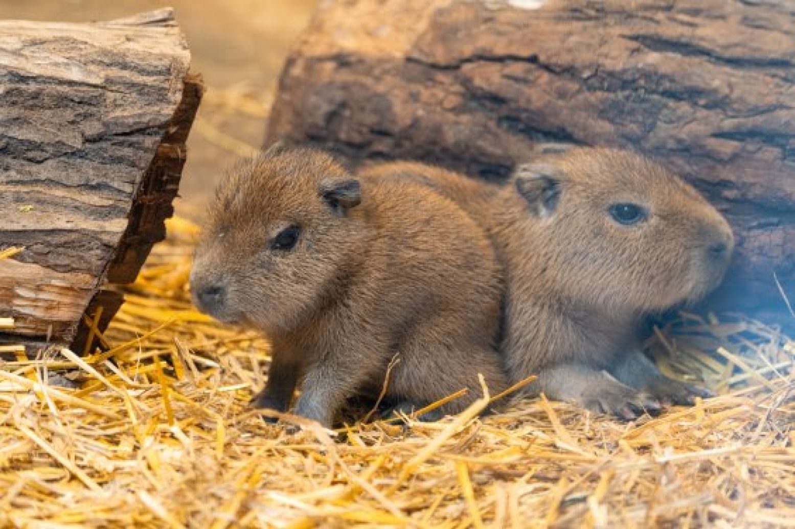 Schattige capibara's in GaiaZOO. Foto: GaiaZOO