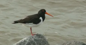 Vogels kijken November Wandelmaand | Foto geüpload door gebruiker Natuurmonumenten.