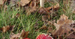 OERRR (4 t/m 7) Voorlezen voor de kleintjes OERRR (4 t/m 7) Voorlezen voor de kleintjes | Foto geüpload door gebruiker Natuurmonumenten.