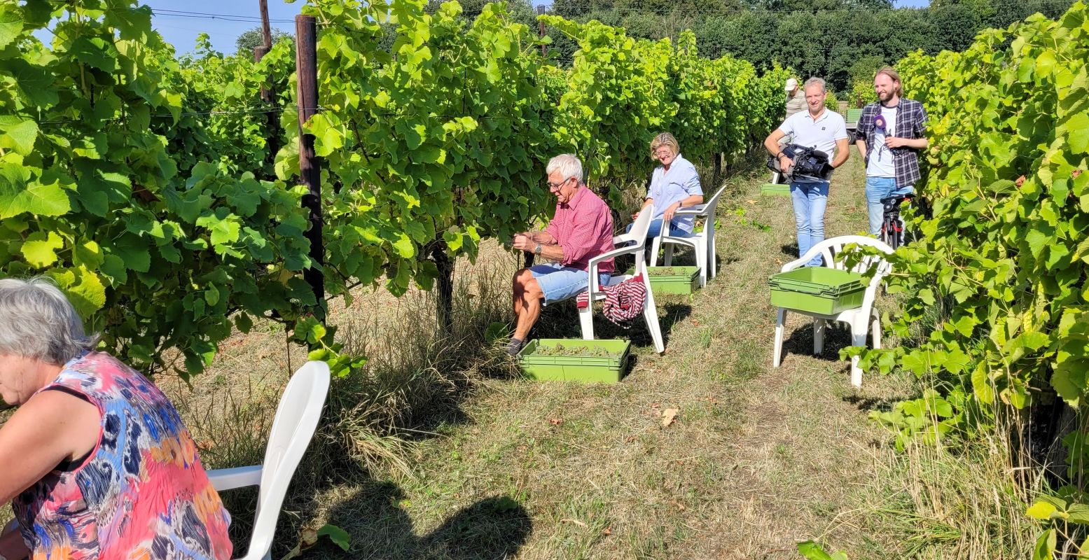 Ga voor een interessante rondleiding op workshop op één van de vele wijngaarden in Nederland. Foto: Domein Hof te Dieren