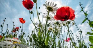 OERRR Zaadbommen en Bijenhotels: Maak je Eigen Tuinparadijs OERRR Zaadbommen en Bijenhotels: Maak je Eigen Tuinparadijs | Foto geüpload door gebruiker Natuurmonumenten.