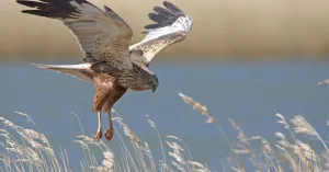 Op zoek naar roofvogels op Tiengemeten Op zoek naar roofvogels op Tiengemeten | Foto geüpload door gebruiker Natuurmonumenten.