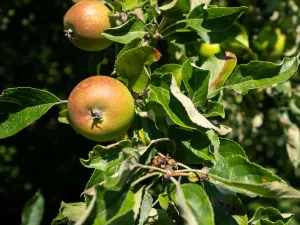 Voedselbos Drenthe Wilde appels. Foto: Voedselbos Drenthe