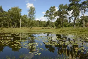 Zomerwandelen: Ravenvennen onder de zon Foto: Limburgs Landschap Gouda | Foto geüpload door gebruiker limburgslandschap