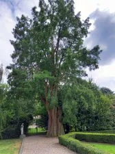 Fietstocht langs monumentale bomen Foto: Groen Hart Leudal