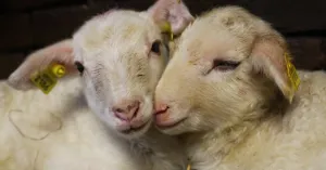 Met de stadsherder van Rotterdam in de huifkar naar de schapenstal met 800 lammetjes (6+) Met de stadsherder van Rotterdam in de huifkar naar de schapenstal met 800 lammetjes (6+) | Foto geüpload door gebruiker Natuurmonumenten.