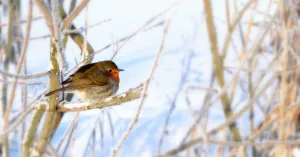 OERRR (6 t/m 10 jaar) Help vogels de winter door - Veluwezoom OERRR (6 t/m 10 jaar) Help vogels de winter door - Veluwezoom | Foto geüpload door gebruiker Natuurmonumenten.