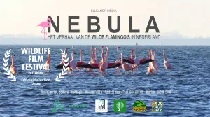 Flamingo festival Nebula. Foto: Ronald Faber