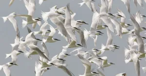 De vogels van Tiengemeten De vogels van Tiengemeten | Foto geüpload door gebruiker Natuurmonumenten.