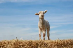 Lammetjesdagen 2025 Peelkudde Schaapsdrift Agrifotograaf