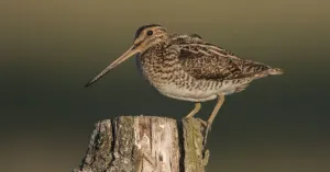 Vogels kijken in de winter vanaf Belevenisboerderij Schieveen bij Rotterdam Vogels kijken in de winter vanaf Belevenisboerderij Schieveen bij Rotterdam | Foto geüpload door gebruiker Natuurmonumenten.