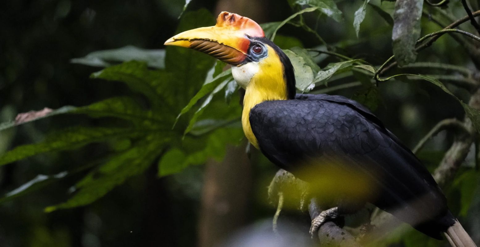 In Burger's Bush kom je de vreemdste vogels tegen. Foto: Burger's Zoo.