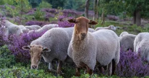 Kennismaken met de kudde schapen en de herder op de Sprengenberg | Foto geüpload door gebruiker Natuurmonumenten.