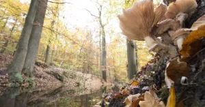 Herfstwandeling Voornes Duin | Foto geüpload door gebruiker Natuurmonumenten.