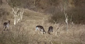 Herten spotten op herfstochtendwandeling | Foto geüpload door gebruiker Natuurmonumenten.