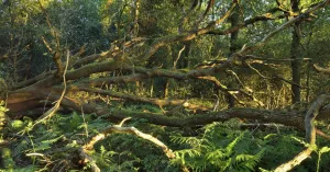 Door de bomen het bos zien Door de bomen het bos zien | Foto geüpload door gebruiker Natuurmonumenten.