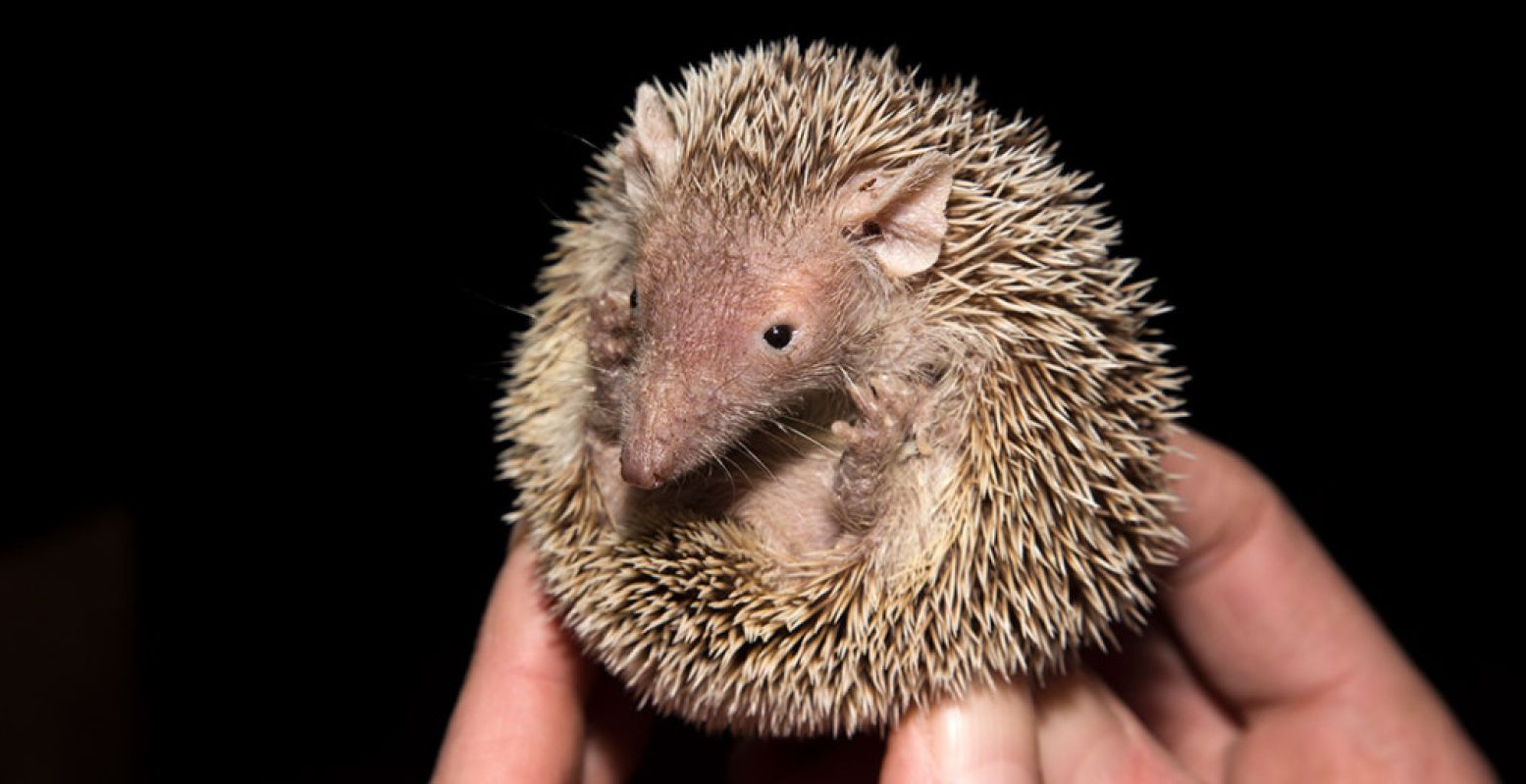 Is hij niet schattig? Een bewoner van de kleinste dierentuin van Nederland: Zoo Bizar. Foto: Zoo Bizar