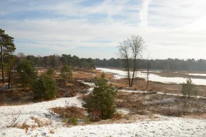 Overwinteren in de Ravenvennen Fotobeschrijving: De natuur komt in winterstemming bij het Ravenvennen. Foto: (c) Het Limburgs Lands