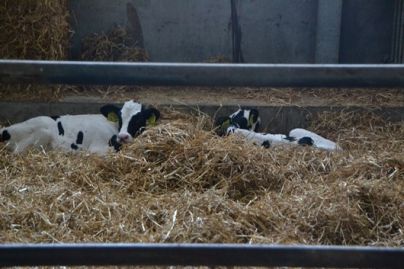 Alstublieft Hervat zwaarlijvigheid Knuffelen met koeien op boerderij Breehees Goirle Brabant | DagjeWeg.NL