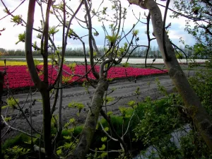 Tulpenveld. Foto: Wies Voesten 