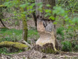 Voorjaarsactiviteit voor kinderen Foto: Groen Hart Leudal