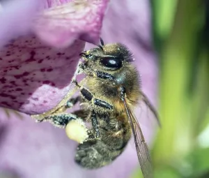 Landelijke Open Imkerijdagen Foto geüpload door gebruiker Geldersch Landschap en Kasteelen